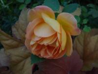 Růže 'Lady of Shalott' - Anglické růže (Rosa)