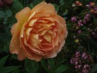 Růže 'Lady of Shalott' - Anglické růže (Rosa)