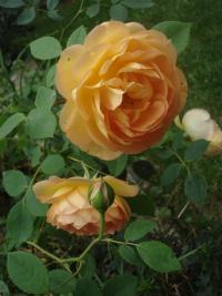 Růže 'Lady of Shalott' - Anglické růže (Rosa)