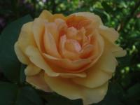 Růže 'Lady of Shalott' - Anglické růže (Rosa)