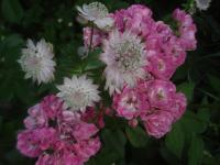 Růže 'Academia Istropolitana' - Mnohokvěté růže (Rosa)