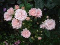 Růže 'Prof Dr Blaskovics' - Skalkové růže