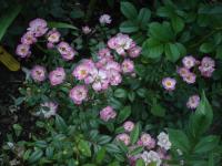 Růže 'Vetvar' - Skalkové růže (Rosa)