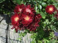 Růže 'Györy Mama' - Skalkové růže