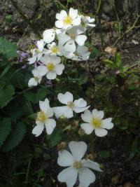 Růže 'Jasdi - Szeutkút' - Mnohokvěté růže (Rosa)