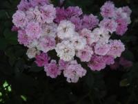 Růže 'Lakatos Demeter' - Skalkové růže