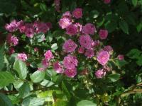 Růže 'Lakatos Demeter' - Skalkové růže (Rosa)