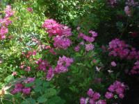 Růže 'ML Sitno' - Pnoucí růže (Rosa)