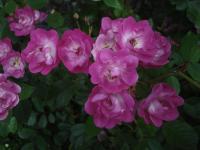 Růže 'ML Sitno' - Pnoucí růže (Rosa)