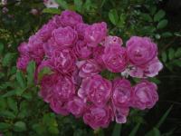 Růže 'ML Sitno' - Pnoucí růže (Rosa)