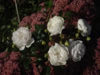 Rosa 'Noel' - Skalkové růže (Re)