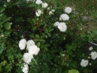 Rosa 'Noel' - Skalkové růže (Re)