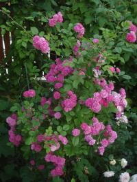 Růže 'Pipagyujtó Csarda' - Sadové růže (Rosa)