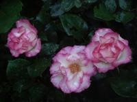 Růže 'Rosa Ralph S Moore' - Mnohokvěté růže