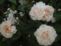 Růže 'Rylona' - Pnoucí růže (Rosa)