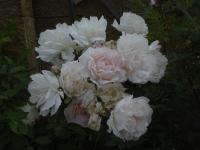 Růže 'Rylona' - Pnoucí růže (Rosa)