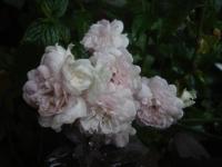 Růže 'Salkaházi Sára' - Skalkové růže (Rosa)