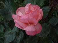 Růže 'Esterházy János' - Velkokvěté růže (Rosa)