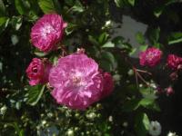 Růže 'Mor Ho' - Pokryvné růže