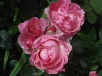 Růže 'Csángo Himnus' - Velkokvěté růže