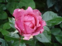 Růže 'Csángo Himnus' - Velkokvěté růže (Rosa)