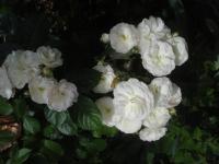 Růže 'Buquet Parfait' - Mnohokvěté růže (Rosa)