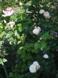 Růže 'Buquet Parfait' - Mnohokvěté růže (Rosa)