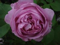 Růže 'Comtesse Branicka' - Historické růže