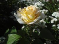 Růže 'Elina' - Velkokvěté růže (Re)