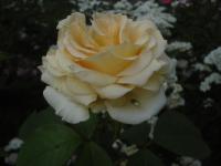 Růže 'Elina' - Velkokvěté růže (Re)