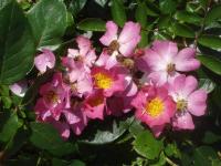 Růže 'Fil des Saisons' - Mnohokvěté růže (Rosa)