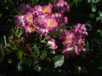 Růže 'Fil des Saisons' - Mnohokvěté růže (Rosa)