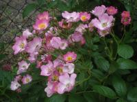 Růže 'Heinrich Conrad Söth' - Sadové růže (Rosa)