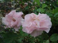 Růže 'Indra' - Pnoucí růže