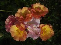 Růže 'Jazz' - Mnohokvěté růže