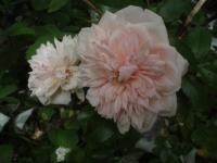 Růže 'Paul Nöel' - Pnoucí růže (Rosa)