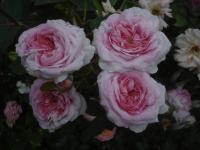 Růže 'Queen of Danemark' - Historické růže (Rosa)