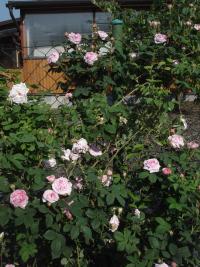 Růže 'Queen of Danemark' - Historické růže (Rosa)