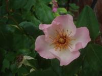 Růže 'Sourire d'Isabelle' - Pnoucí růže (Rosa)