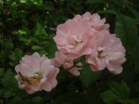 Souvenir d'Adolphe Turc