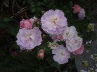 Souvenir de Greuville