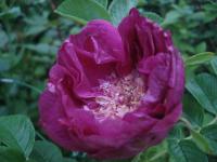 Růže 'Souvenir de Trelazé' - Sadové růže