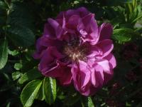 Souvenir de Trelazé