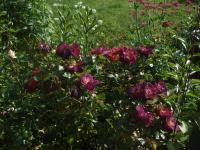 Růže 'Wild Rover' - Sadové růže (Rosa)