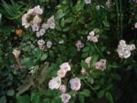 Růže 'Alden Biesen' - Mnohokvěté růže (Rosa)