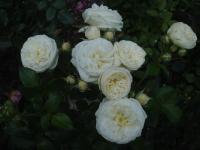Růže 'Artemis' - Velkokvěté růže (Rosa)