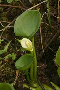 Ďáblík bahenní (Calla palustris)