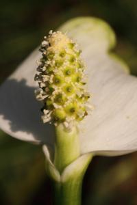 Ďáblík bahenní (Calla palustris)