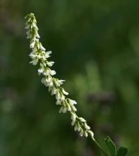 Komonice bílá (Melilotus albus)