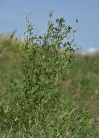 Komonice bílá (Melilotus albus)